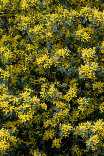 Silver Wattle Yellow Flowers Blooming — Stock Photo, Image