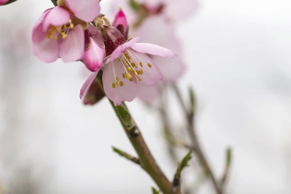 Detail Blossoming Prunus Dulcis Pink Flowers — Stock Photo, Image