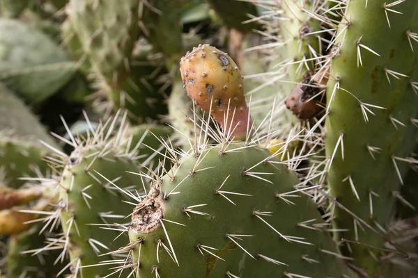 Detail Opuntia Ficus Indica Nebo Pichlavé Hrušky Ovocem — Stock fotografie