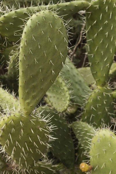 Opuntia Ficus Indica Spinny Plant — Stok fotoğraf