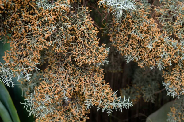 Szczegóły Listowia Cupressus Arizonica Szyszkami — Zdjęcie stockowe