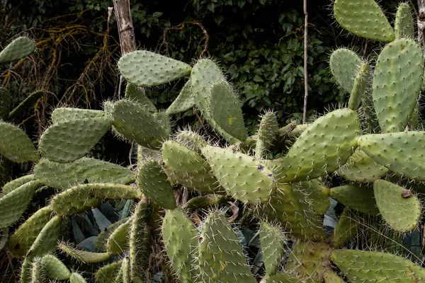 Opuntia Ficus Indica Veya Dikenli Armut Bitkileri — Stok fotoğraf