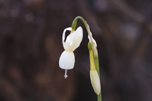 Szczegóły Kwitnące Narcyz Triandrus Białe Kwiaty Kwitnące — Zdjęcie stockowe