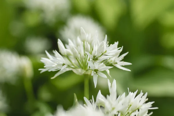 Allium Ursinum Flori Albe Înflorind — Fotografie, imagine de stoc