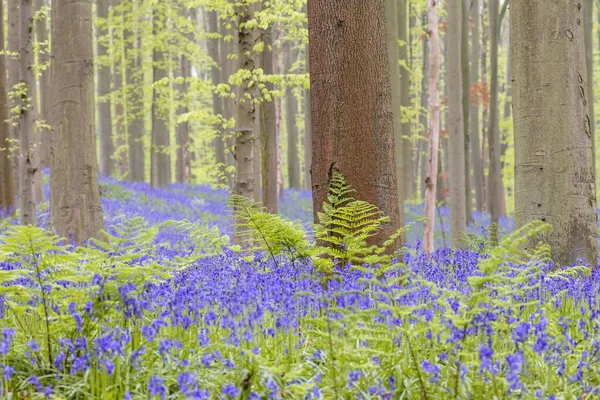 Campanas Azules Silvestres Flores Moradas Alfombra Floreciendo Bosque Primavera — Foto de Stock