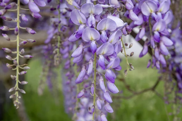 Dettaglio Fiori Glicine Viola Fiore Primavera — Foto Stock