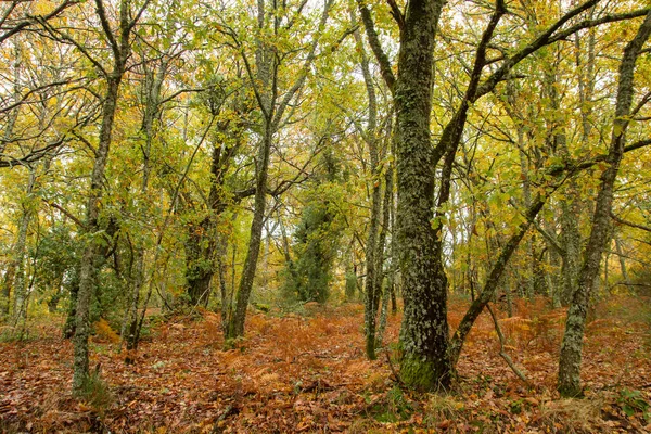 Forêt Caduque Aux Couleurs Automnales — Photo