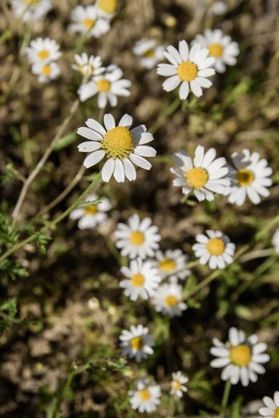 Wild Chamomile Flowers Blooming Spring — Stock Photo, Image