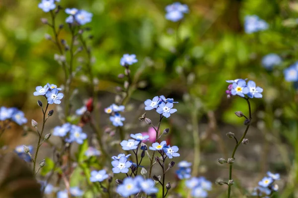 Nie Zapominaj Niebieskich Kwiatach Kwitnących Wiosną — Zdjęcie stockowe