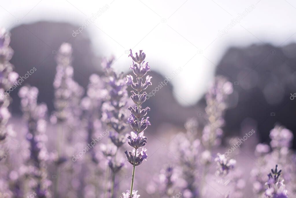 Detail of lavender fields blooming 