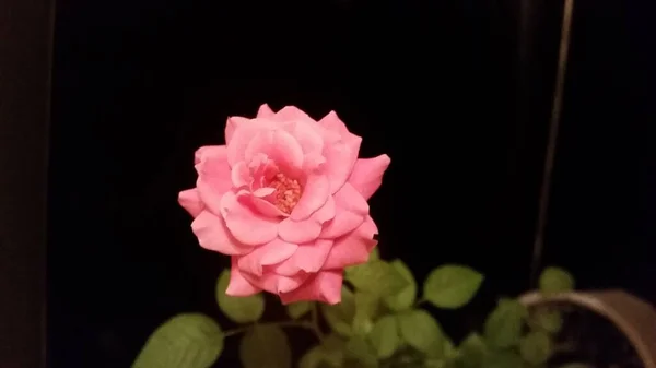 Růžová Růže Černém Pozadí — Stock fotografie