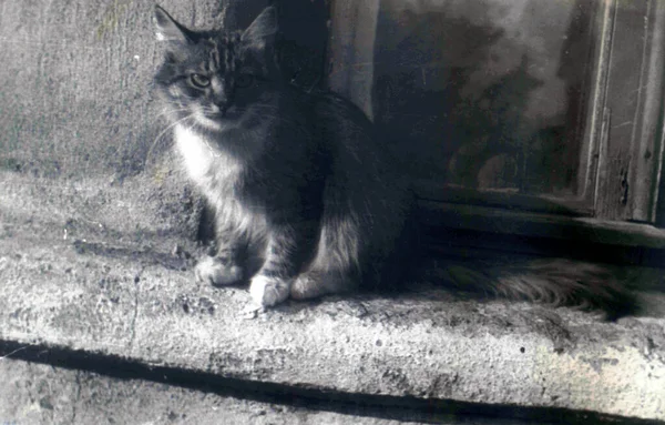 Foto Vintage Gato Anos Século Passado — Fotografia de Stock