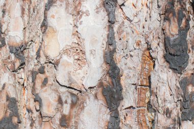 Çam ağacının kabuğunun kömürleşmiş dokusu% 20 'dir. Tasarım için büyütülmüş ağaç kabuğu. Siteye güzel arkaplan.