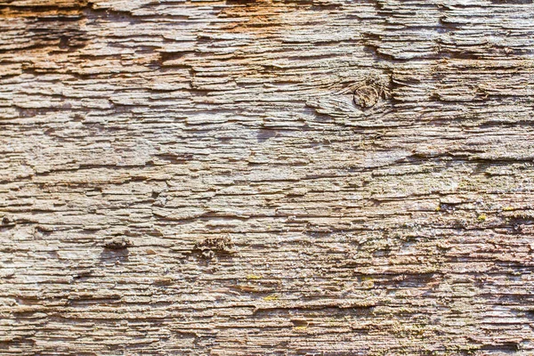 Textura Uma Velha Árvore Cor Cinza — Fotografia de Stock
