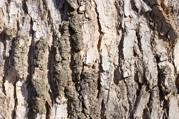 Textur Gjord Bark Skogen Skäll Ett Gammalt Träd Med Långa — Stockfoto