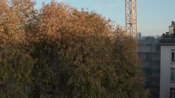 AERIELL: Flyg över färgglada trädtoppar i höstfärger Röd, orange och gul i Berlin, Tyskland med kran och utsikt över alexanderplatz vid vackra solnedgången — Stockvideo