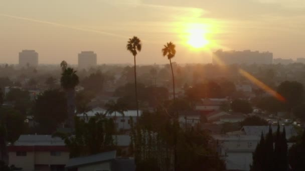 AERIAL: Flight between two palm trees in Sunlight, Sunset in Venice, California , — стоковое видео