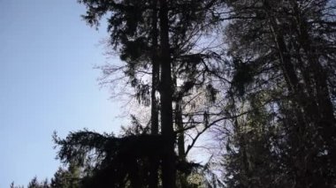 Yazın Ormandaki Ağaçlar Arasındaki Güneş Parıltısı 