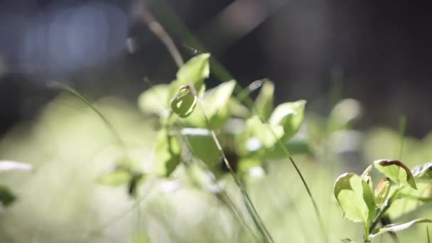 Влітку на лісовій землі з прекрасним сонячним світлом — стокове відео