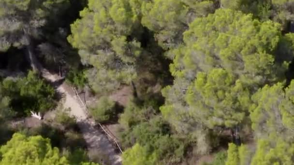 AERIAL: Sobre a floresta verde da selva na ilha de Maiorca Tempo ensolarado, sol — Vídeo de Stock