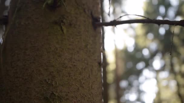 Sol vazando atrás de tronco de árvore de floresta marrom na bela luz solar de verão natureza verde — Vídeo de Stock