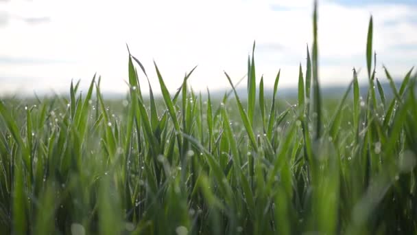Gros plan de belle herbe verte avec rosée du matin sur elle été  