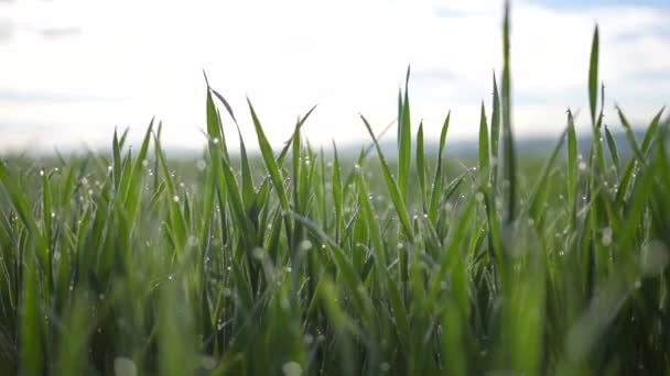 Närbild av vackra gröna gräs med morgondagg på det sommar — Stockvideo