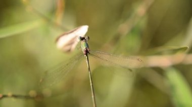 Yazın Ejderha Uçuşu Yeşil Bambu 'ya Yaklaş Güzel, Yeşil 
