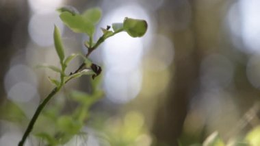 Yaz mevsiminde Orman Zemininde Güzel Güneş Işığıyla Bitkinin Kapanışı 