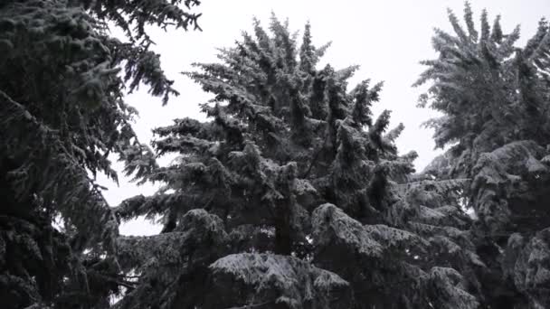 Величественные заснеженные деревья темно-белого цвета — стоковое видео