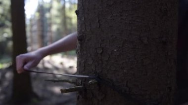 Yaz güneşinde Ormanda Ağaç Gövdesi 'nin etrafına halat örmek 