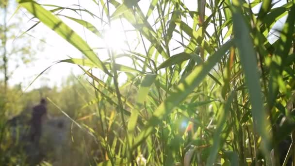Reed verde na luz do sol, sol Flair floresta grama verão, ensolarado, verde — Vídeo de Stock
