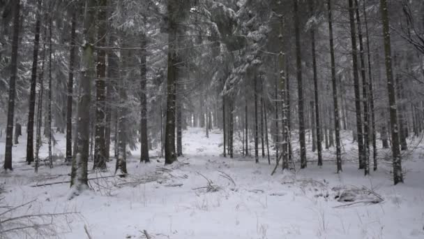 SLOW MOTION: Bos met sneeuwval Witte grond en witte bomen — Stockvideo