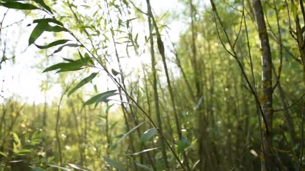 Green Reed Jungle Forest met zon flair Zomer, Zonnig, Groen — Stockvideo