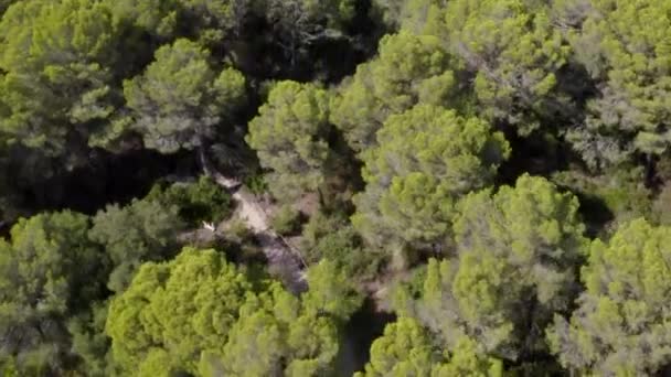 AERIAL: Sobre a floresta verde da selva na ilha de Maiorca Tempo ensolarado, sol — Vídeo de Stock
