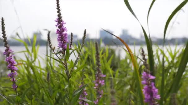 Roze, paarse bloem zwaaiend in winderige bewolkte dag in gras closeup — Stockvideo