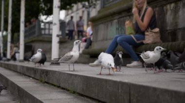 Martılar, kaldırımda güvercinler karides yiyor, turistik bölgelerde ekmek yiyor. 