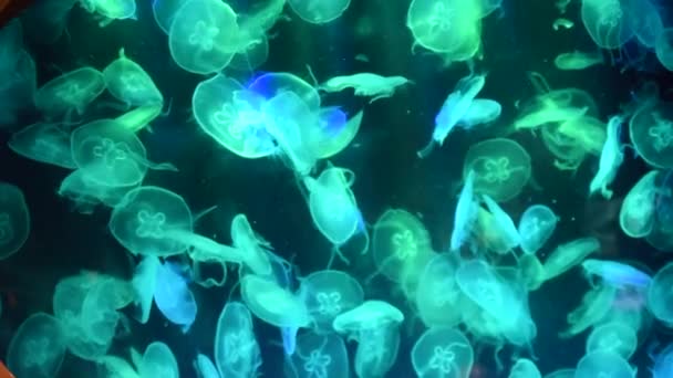 Quallen Leuchtende bunte Schleifen im Aquarium Nahaufnahme Lichter — Stockvideo