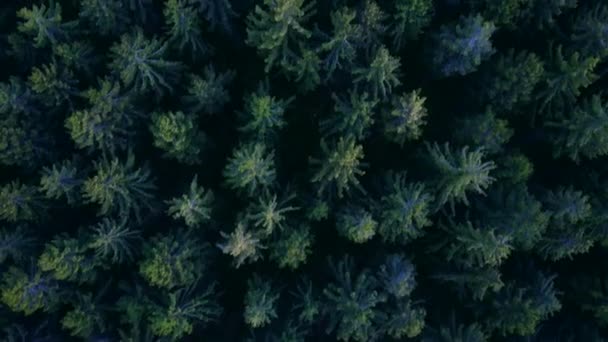 AERIAL: Overhead Birds View over dicht bos in mooie rijke groene kleur bij Schemering in Duitsland — Stockvideo