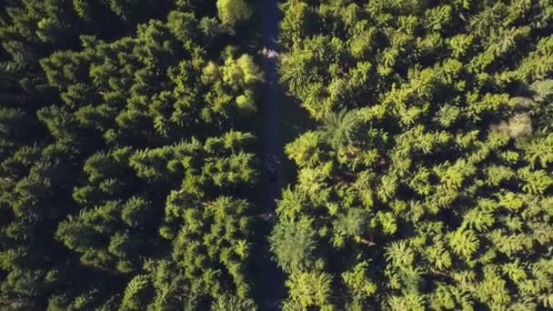 AERIAL: Fågelutsikt på skogsväg med bil, Solsken, Tyskland — Stockvideo