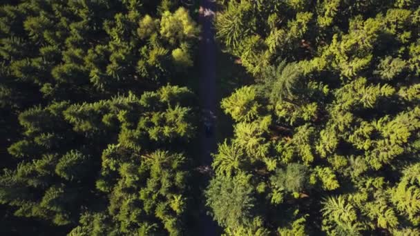 AERIAL: Fågelutsikt på skogsväg med bil, Solsken, Tyskland — Stockvideo