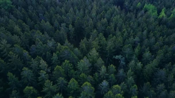 AERIAL: Політ через густий ліс у красивому зеленому кольорі в Даську (Німеччина). — стокове відео