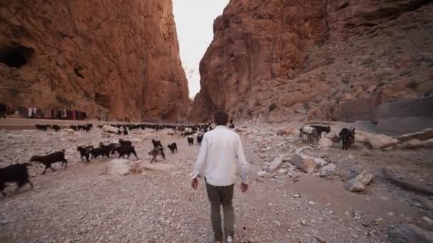 SLOW MOTION: EPIC SHOT of YOUNG MAN with WHITE SHIRT WALKING TROUGH CANYON FULL OF BLACK GOATS IN BROWN COLOR ON BEAUTIFUL SUNNY DAY — Vídeo de Stock