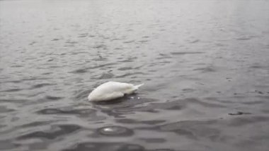 Kirli suda Swan 'ın Kapanışı. Suyun altına dalmak. 