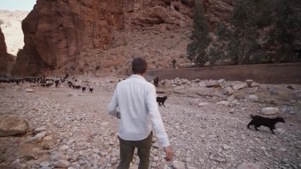 SLOW MOTION: EPIC SHOT OF YOUNG MAN WITH WITITE SHIRTALLKING TROUGH CANYON เต็มรูปแบบของสีดํา GOATS ใน BROWN สี ON BEAUTIFUL SUNNY DAY — วีดีโอสต็อก