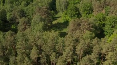 Almanya 'daki Zengin Yeşil Orman Ağacına Yavaş Kuruluş Güzel Yeşil Tonlar Altında Avrupa Ormanı