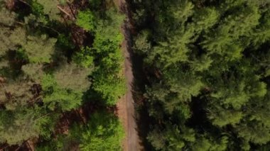 Yazın Zengin Yeşil Orman 'da Bir Kirli Yol İHA Yukarıdan Aşağı Görünümü 