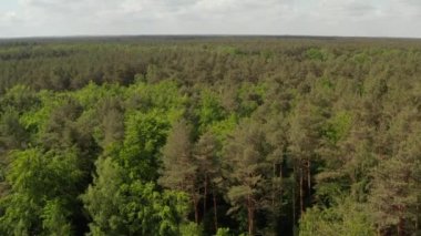 Zengin Yeşil Orman Ağacı 'na doğru yavaş bir uçuş Almanya üzerinde Avrupa Ormanı Bulutlu Gökyüzü ile