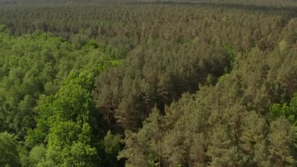 AERIAL: Lento establecimiento de tiro en ricos árboles del bosque verde en Alemania Maderas europeas en hermosos tonos de color verde — Vídeos de Stock