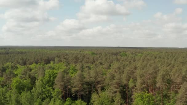 AERIAL: Långsam flygning framåt mot Rich Green Forest Tree Tops över Tyskland europeiska skogar med blå himmel och moln — Stockvideo
